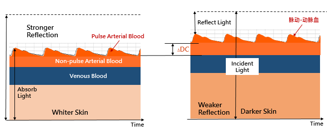 Arterial blood volume changes when heart beats. We can refer the arterial blood volume change as an alternating current (AC) signal comparing to the larger DC signal. Arterial blood volume changes when heart beats. We can refer the arterial blood volume change as an alternating current (AC) signal comparing to the larger DC signal.